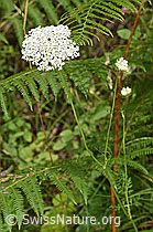 Wilde Möhre (Daucus carota ssp. carota) (F253230)