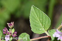 Echter Dost (Origanum vulgare) (F253234)