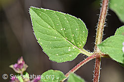 Echter Dost (Origanum vulgare) (F253236)