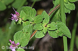 Echter Dost (Origanum vulgare) (F253239)