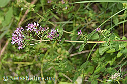 Echter Dost (Origanum vulgare) (23.07.2023, F253241)