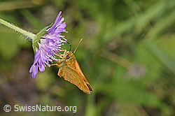 Rostfarbiger Dickkopffalter (Ochlodes sylvanus) auf Wald-Witwenblume (Knautia dipsacifolia) (F253244)