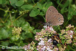 Brauner Waldvogel (Aphantopus hyperantus) auf Echtem Dost (Origanum vulgare) (23.07.2023, F253246)