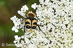 Gebänderter Pinselkäfer (Trichius fasciatus) auf Wilder Möhre (Daucus carota ssp. carota) (F253248)