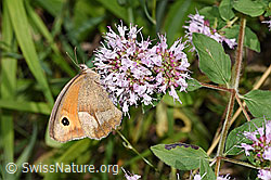 Grosses Ochsenauge (Maniola jurtina) auf Echtem Dost (Origanum vulgare) (F253256) Grosses Ochsenauge (Maniola jurtina) auf Echtem Dost (Origanum vulgare) (F253256)