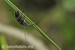 Kleiner Schmalbock (Stenurella melanura) (F253265)