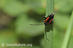 Kleiner Schmalbock (Stenurella melanura) (F253266)