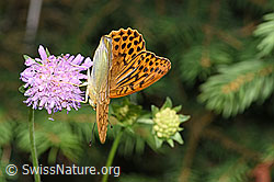 Kaisermantel (Argynnis paphia) auf Wald-Witwenblume (Knautia dipsacifolia) (F253289) Kaisermantel (Argynnis paphia) auf Wald-Witwenblume (Knautia dipsacifolia) (F253289)
