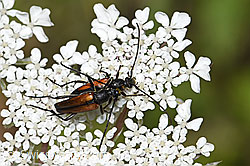 Kleiner Schmalbock (Stenurella melanura) (F253291)