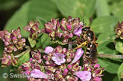 Weissbinden-Schmalbiene (Lasioglossum leucozonium) auf Echtem Dost (Origanum vulgare) (F253297)