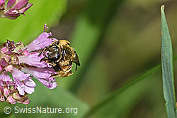 Weissbinden-Schmalbiene (Lasioglossum leucozonium) auf Echtem Dost (Origanum vulgare) (F253301)