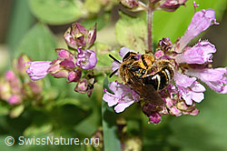 Weissbinden-Schmalbiene (Lasioglossum leucozonium) auf Echtem Dost (Origanum vulgare) (F253303)