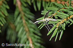 Merrifieldia leucodactyla (Federmotte) (F253305)