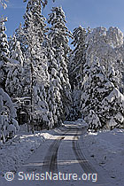 F264005: Fahrweg im Winterwald