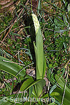 Männliches Knabenkraut (Orchis mascula) (F265460)