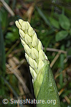 Männliches Knabenkraut (Orchis mascula) (F265461)