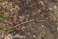Foto: Blindschleiche (Anguis fragilis)