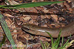 Foto: Blindschleiche (Anguis fragilis)