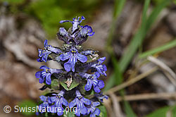 Kriechender Günsel (Ajuga reptans) (26.05.2024, F268013)