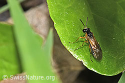 Athalia circularis (Echte Blattwespe) auf Blatt (26.05.2024, F268036)