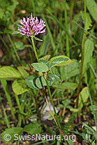 Rot-Klee (Trifolium pratense) (26.05.2024, F268052)