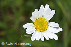 Gewöhnliche Wiesen-Margerite (Leucanthemum vulgare) (F268053) Gewöhnliche Wiesen-Margerite (Leucanthemum vulgare) (F268053)