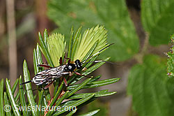Agrothereutes leucorhaeus (Schlupfwespe) (F268067) Agrothereutes leucorhaeus (Schlupfwespe) (F268067)