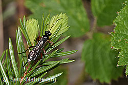 Agrothereutes leucorhaeus (Schlupfwespe) (26.05.2024, F268068)