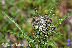 Cirsium palustre (F268073)