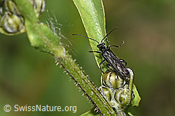 Oedemera tristis (Scheinbockkäfer) (F268090)