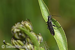 Oedemera tristis (Scheinbockkäfer) (F268091)