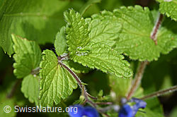 Gamander-Ehrenpreis (Veronica chamaedrys) (F268096)