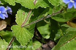 Gamander-Ehrenpreis (Veronica chamaedrys) (F268097)