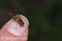 Zweiband-Wiesenschwebfliege (Epistrophe eligans) (F268100)