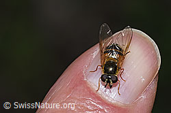 Zweiband-Wiesenschwebfliege (Epistrophe eligans) (F268104)