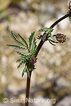 Kleiner Wiesenknopf (Sanguisorba minor) (F268120)