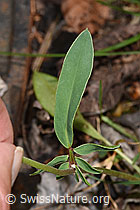 Echter Wundklee (Anthyllis vulneraria) (F268128)