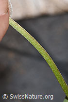 Echter Wundklee (Anthyllis vulneraria) (F268131)