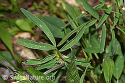 Echter Wundklee (Anthyllis vulneraria) (F268133)