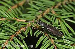 Rotbauchiger Laubschnellkäfer (Athous haemorrhoidalis) auf Baum (26.05.2024, F268134)