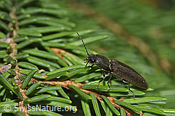 Rotbauchiger Laubschnellkäfer (Athous haemorrhoidalis) auf Baum (F268138) Rotbauchiger Laubschnellkäfer (Athous haemorrhoidalis) auf Baum (F268138)