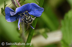 Dunkelgrüne Schmalbiene (Lasioglossum morio) an Gamander-Ehrenpreis (Veronica chamaedrys) (F268144)