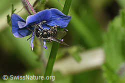 Dunkelgrüne Schmalbiene (Lasioglossum morio) auf Gebräuchlichem Ehrenpreis (Veronica officinalis)