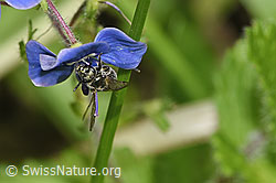 Dunkelgrüne Schmalbiene (Lasioglossum morio) an Gamander-Ehrenpreis (Veronica chamaedrys) (F268146)