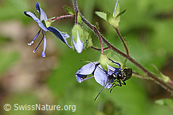 Oedemera tristis (Scheinbockkäfer) an Gamander-Ehrenpreis (Veronica chamaedrys) (F268163)