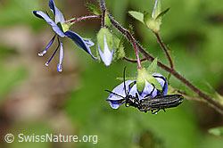 Oedemera tristis (Scheinbockkäfer) an Gamander-Ehrenpreis (Veronica chamaedrys) (26.05.2024, F268164)