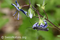 Oedemera tristis (Scheinbockkäfer) an Gamander-Ehrenpreis (Veronica chamaedrys) (F268165)