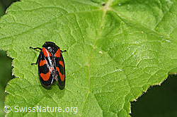 Gemeine Blutzikade (Cercopis vulnerata) (26.05.2024, F268168)