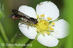 Gemeine Schattenschwebfliege (Baccha elongata) auf Wald-Erdbeere (Fragaria vesca) (26.05.2024, F268173)
