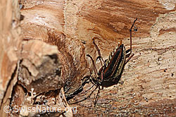 Schulterbock (Oxymirus cursor) (F268177)
